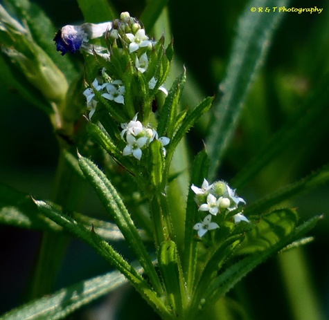 {Galium aparine}
